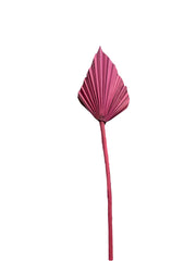 Palm Spear