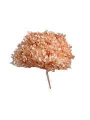 Hydrangea Standard