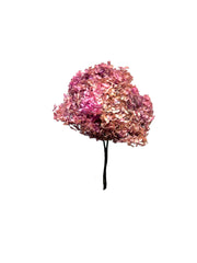 Hydrangea Standard