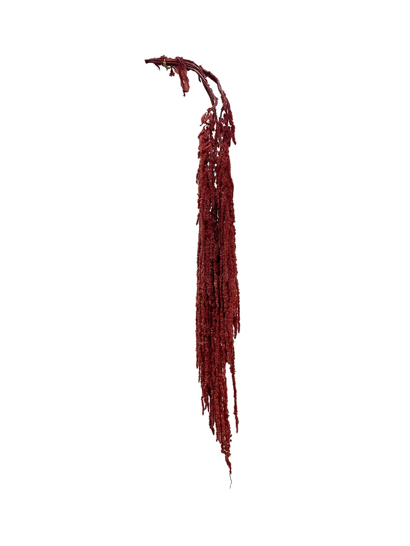 Amaranthus