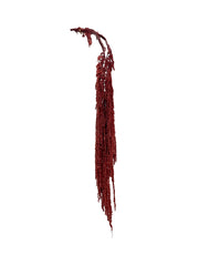 Amaranthus