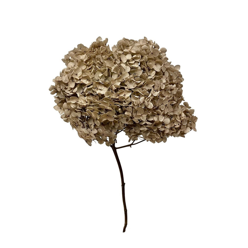 Hydrangea Standard
