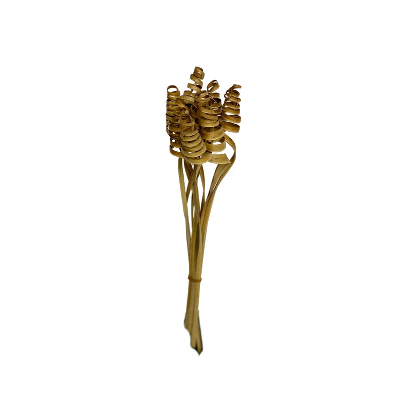 Palm Cane Coil