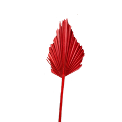 Palm Spear