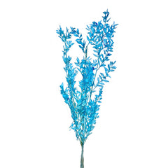 Ruscus Italian