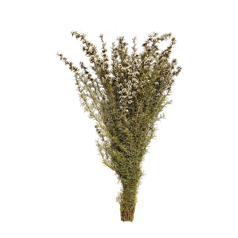 Tea Tree