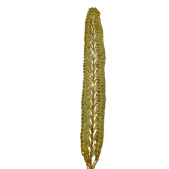 Kejur Leaf