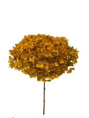 Hydrangea Standard