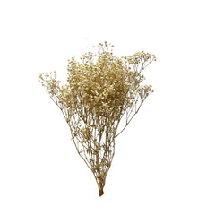 Baby's Breath