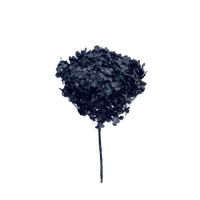 Hydrangea Standard