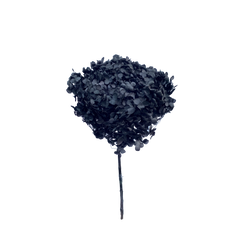 Hydrangea Standard