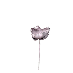Palm Blute