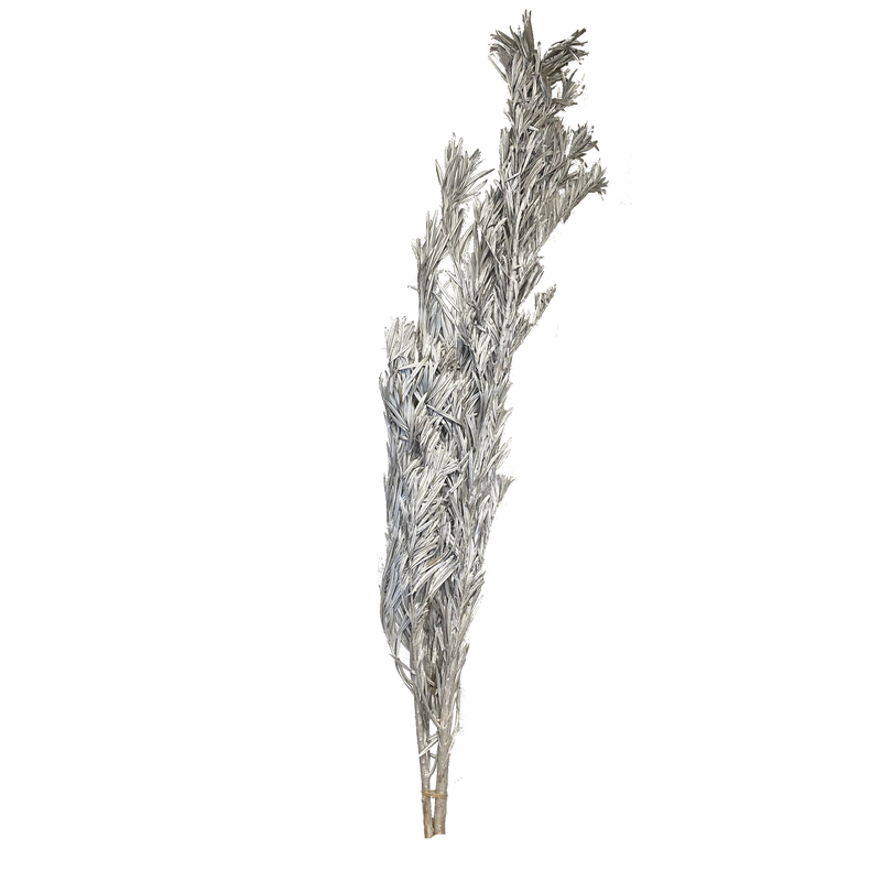 Cordyline