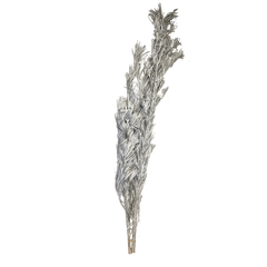 Cordyline
