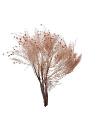 Smoke Bush