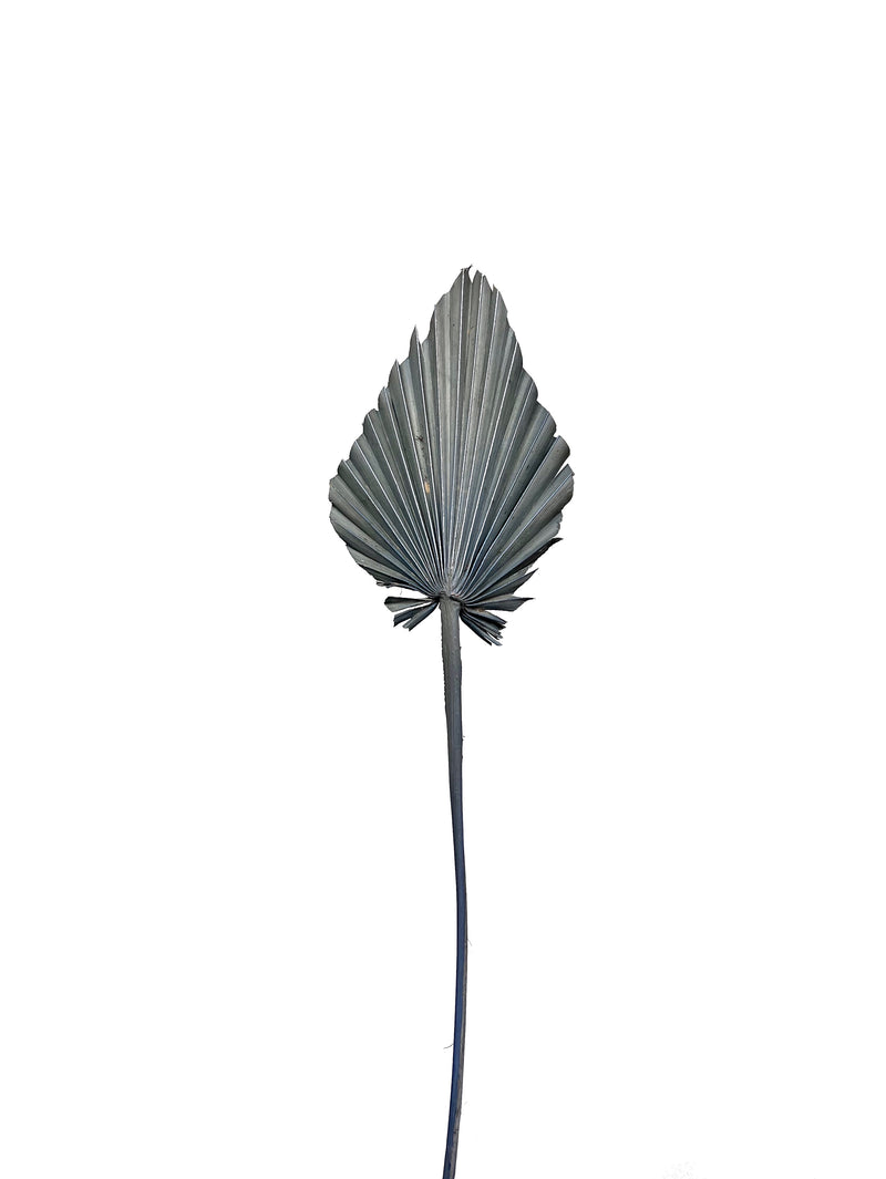 Palm Spear