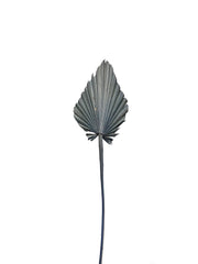Palm Spear