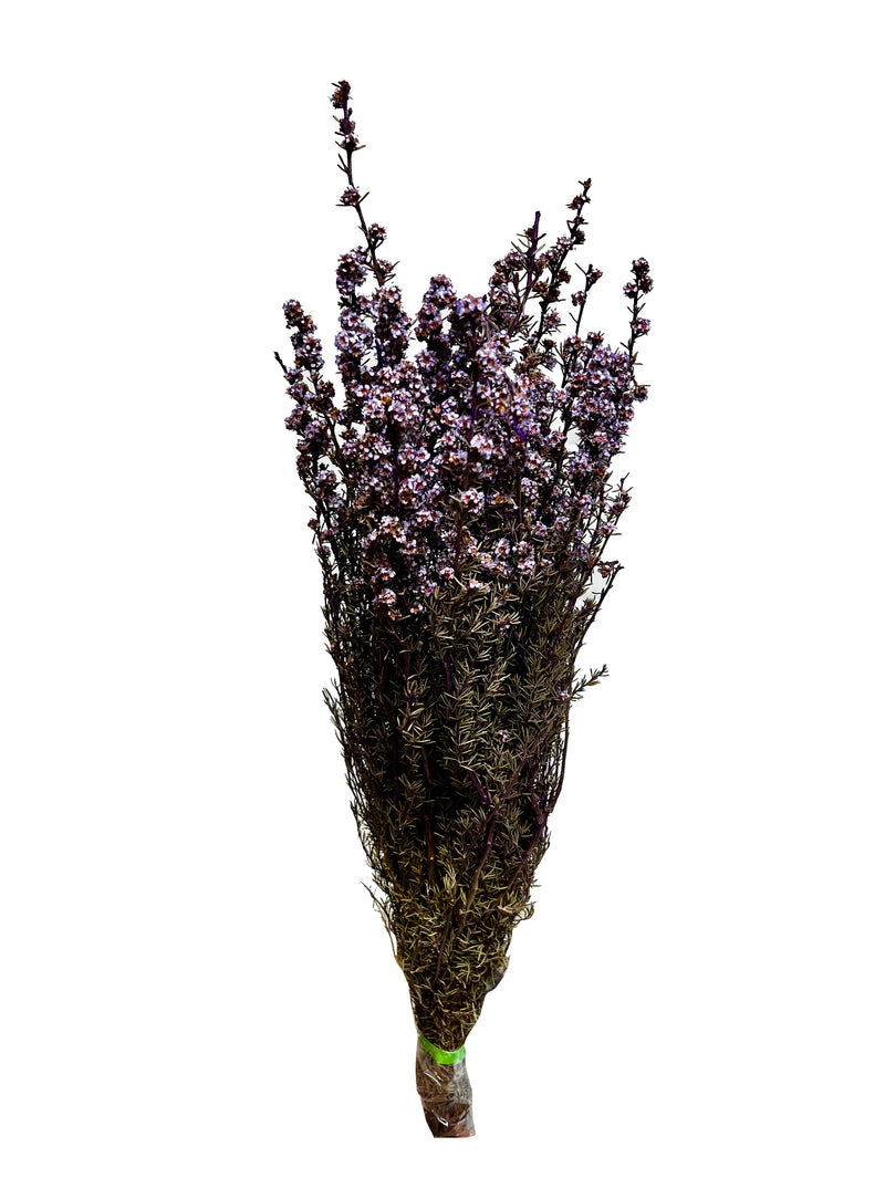 Tea Tree