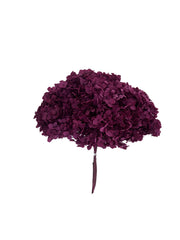 Hydrangea Standard