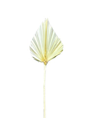 Palm Spear