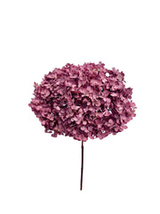 Hydrangea Standard