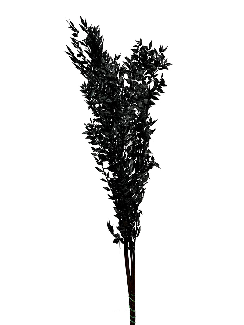 Ruscus Italian