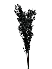 Ruscus Italian