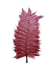 Leather Fern