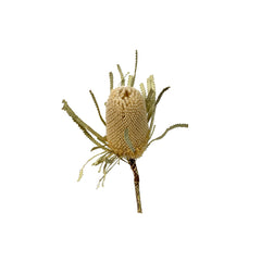 Banksia