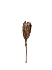 Protea