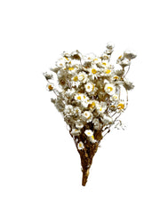 Daisy Dry