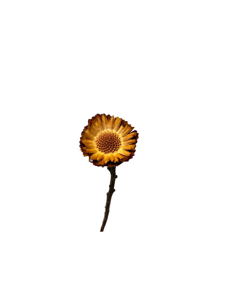 Protea