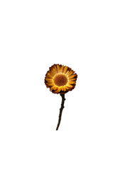 Protea