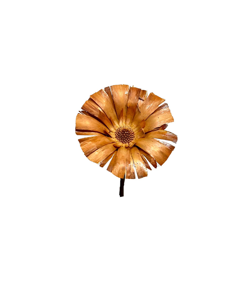Protea