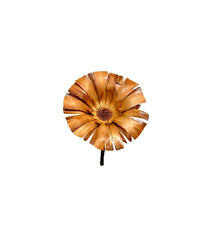 Protea