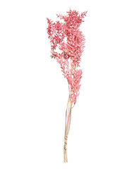 italian ruscus hot pink