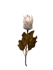 Protea