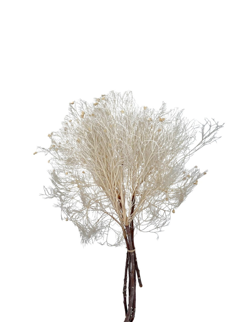 Smoke Bush