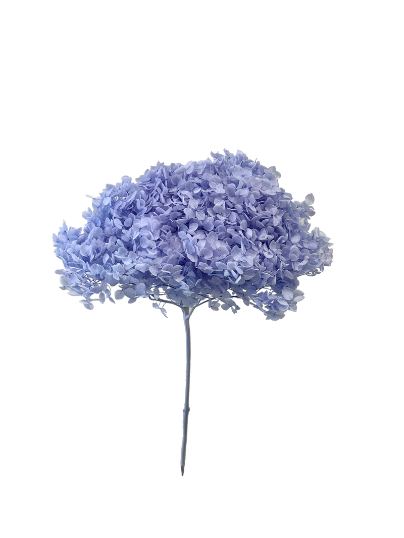 Hydrangea Standard