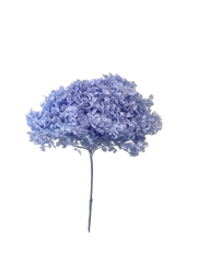 Hydrangea Standard