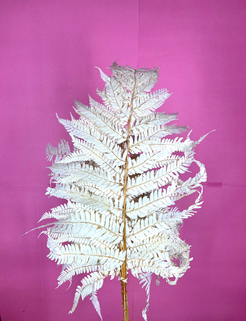 Leather Fern