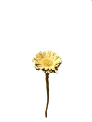 Protea