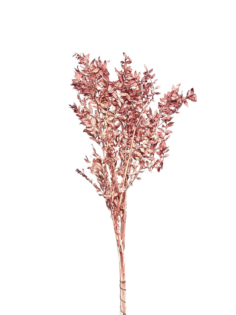 Ruscus Italian