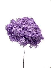 Hydrangea Standard