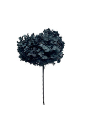 Hydrangea Standard