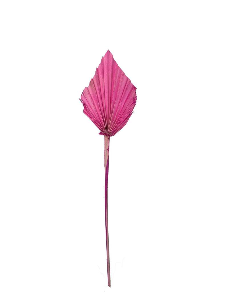 Palm Spear