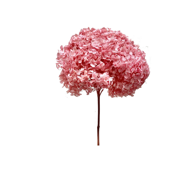 Hydrangea Standard