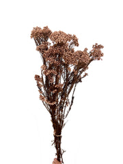 Rice flower