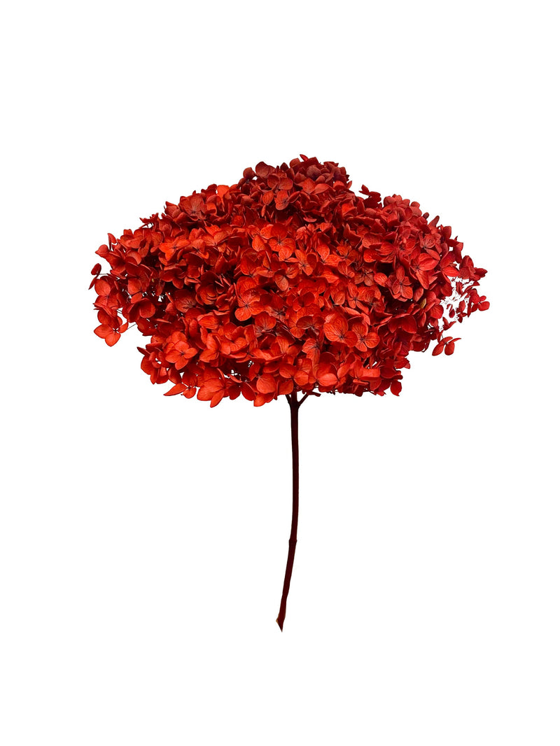Hydrangea Standard