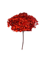 Hydrangea Standard